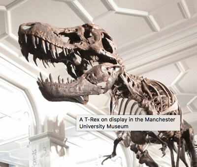 Das Dinosaurierbild, mit einem Tooltip-Titel darüber, der mit "A T-Rex on display at the Manchester University Museum" beschriftet ist